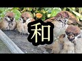 穏やかで平和な世界　【すずめ日記】