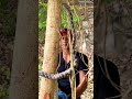 Forsten Cat Snake क्या होता है? Semi-Venomous साँप जो पेड़ों पर रहता है | Live Rescue &amp; Release