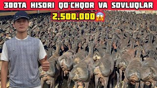 300ta Hisori Qoʻchqor va Sovluqlar Juda Arzon Boʻldi Shoshiling