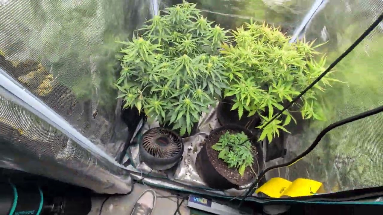 MEPHISTO AUTO, PINK PANAMA × FUGUE STATE ep.4 the difference in trained Vs. Untrained autoflowering 