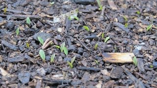 Garden Update-Lemongrass is Sprouting after 9 Days