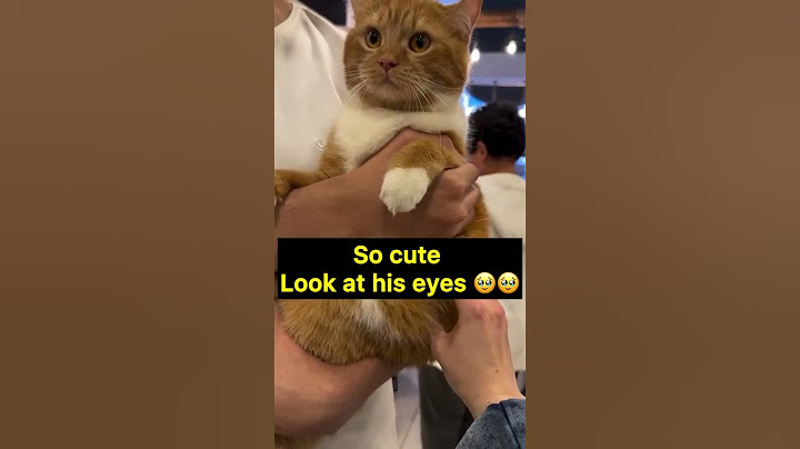 I Compared Popular Cat Breeds and Found the CUTEST One
