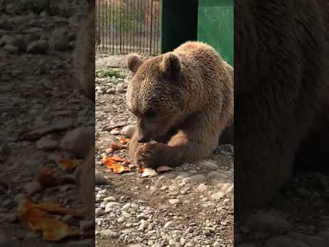 დათვების თავშესაფარი, bears shelter in georgia