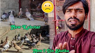 24 Khante Tak Kabotar Urta Rha 😢 Rat Sari Bhar Rha : 😓 by Rehan Äzam Birds 1,746 views 2 weeks ago 12 minutes, 6 seconds