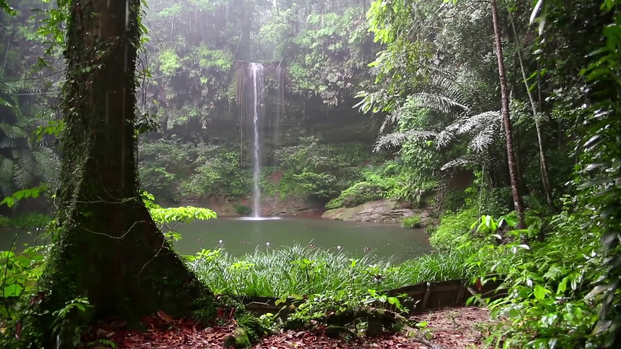 Natur Meditation Regenwald  Sounds und Regen  YouTube