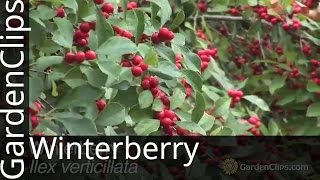 Winterberry - Ilex Verticilata - Deciduous Holly