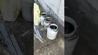 Народный рецепт огромного урожая