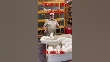 Getting Bit in the Face? #JayPrehistoricPets #Animal World #shorts