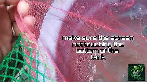 Danio breeding (super easy)!!!