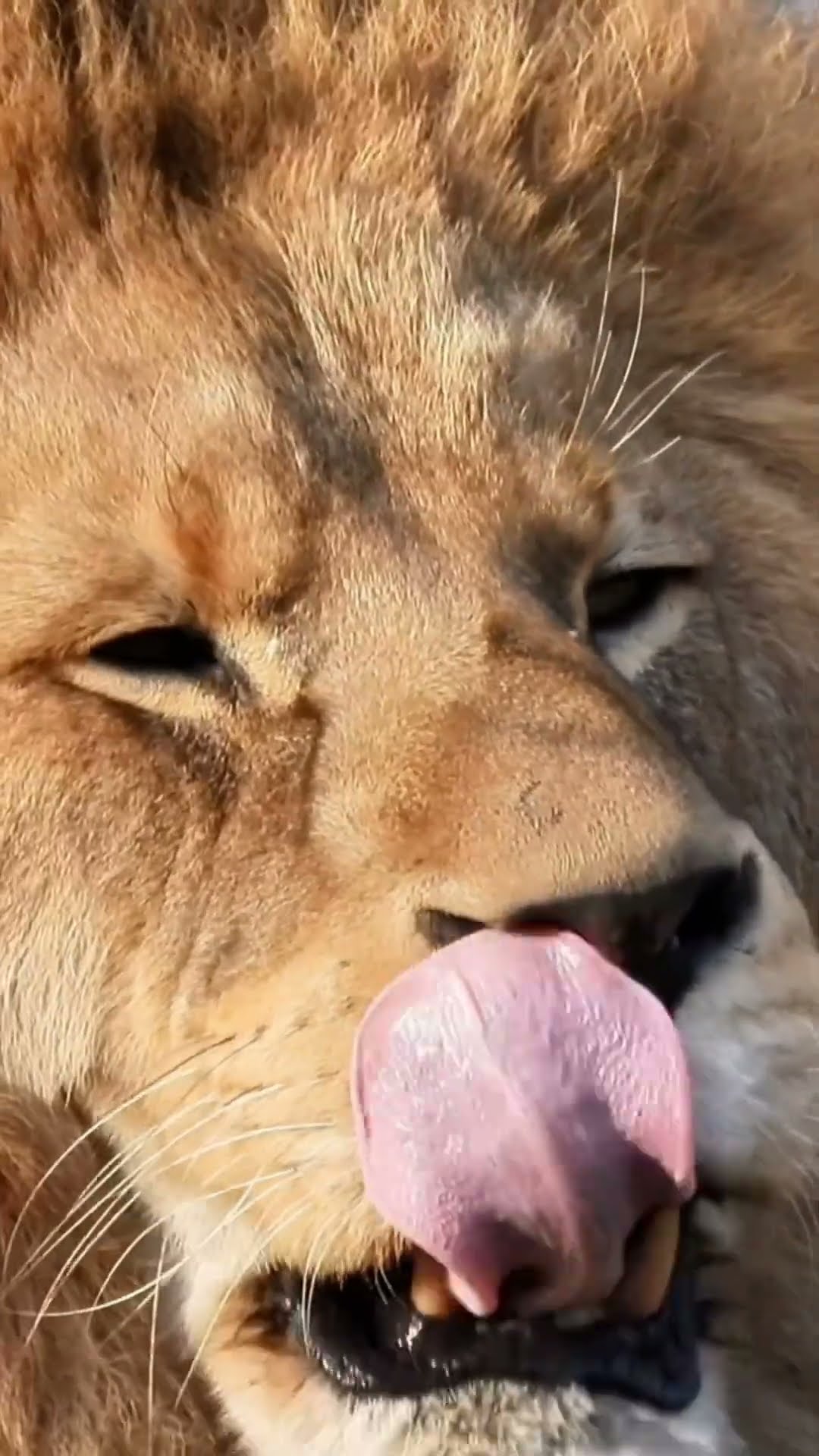 Powerful Lion Ready To Eat