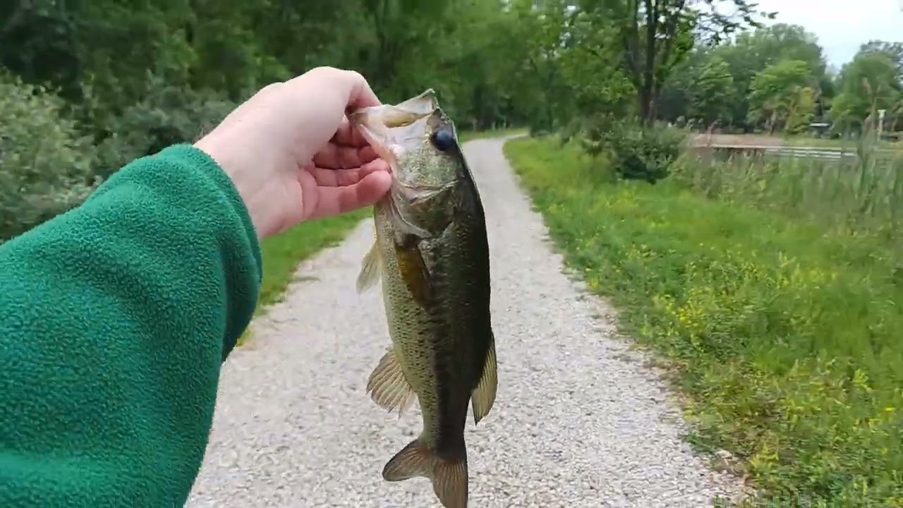 Largemouth Bass Fishing In Illinois