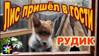 🦊💧 #22 Лисёнок в доме. Лисёнок залазит в дом через окно