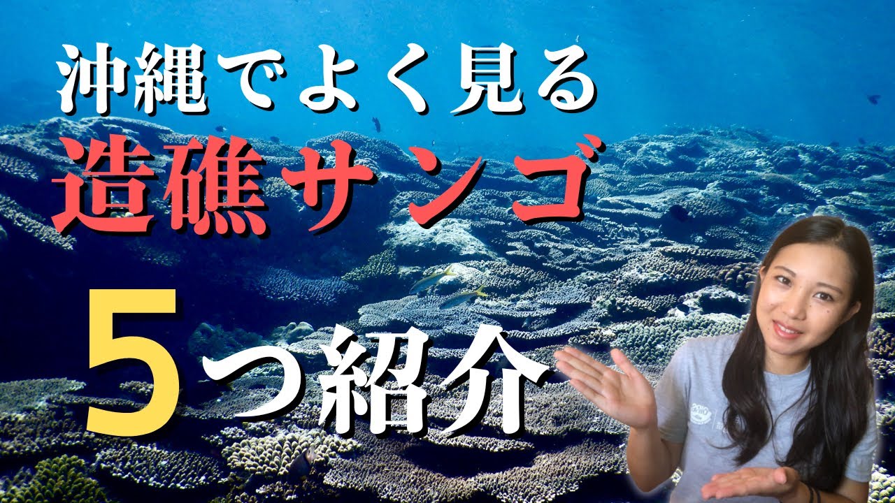 沖縄でよく見る造礁サンゴ(ハードコーラル)を5つ紹介します！