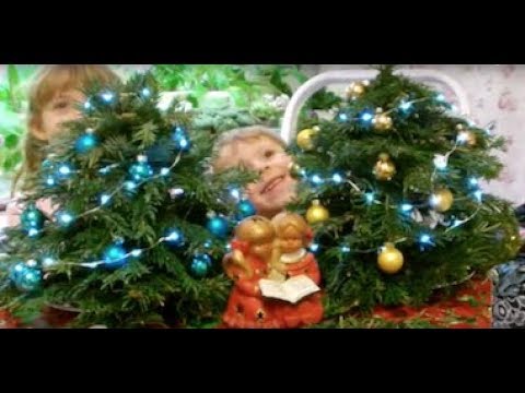 mini weihnachtsbaum christmas tree selbst gemacht mini live christmas tree
