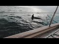 Our delivery Yacht had a serious interaction with a large pod of Orcas