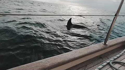 Our delivery Yacht had a serious interaction with ...