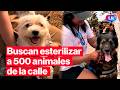 🔴Iniciativa solidaria busca frenar el abandono: 500 animales serán esterilizados | #EnVivoLR