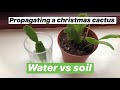 Propagating Christmas cactus water vs soil with updates