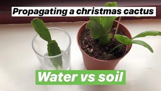 Propagating Christmas cactus water vs soil with updates