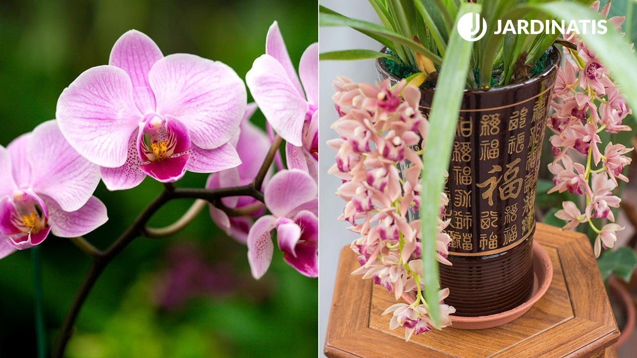 Diferencias entre orquídeas de tierra y aéreas - Bricomanía - @Jardinatis -  thptnganamst.edu.vn
