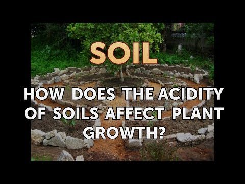 Video: Hoe beïnvloed suurafsetting plante?