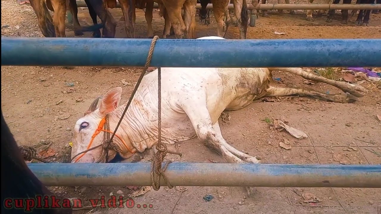 SAPI OLENG NGAMUK BIKIN RAME DI PASAR‼️ - YouTube