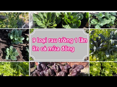 Video: Làm Vườn Trong Tuyết - Bạn Có Thể Trồng Gì Vào Mùa Đông?