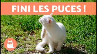 Comment ÉLIMINER LES PUCES de mon CHATON  | 9 remèdes maison