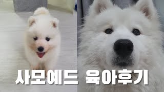 사모예드 및 대형견 입양을 망설이는 당신을 위한 영상