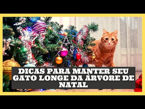 Vídeo: Como manter os pombinhos quietos