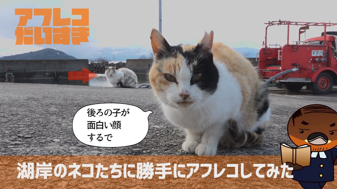 アフレコだいすき 湖岸のネコに勝手にアフレコしてみた Youtube