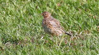 1110319 The red-throated pipit foraging at a riverside park in Taipei.