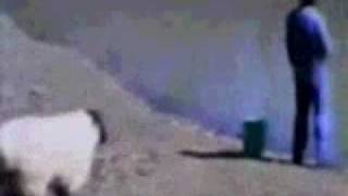 Sheep Win