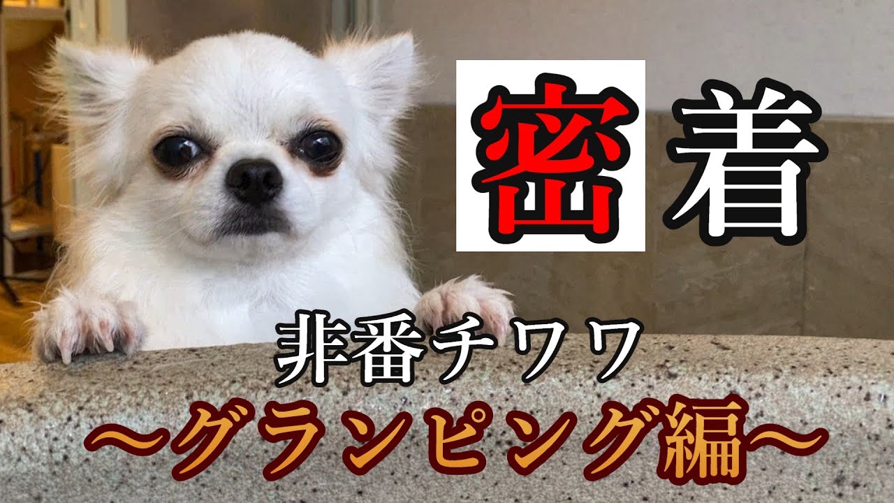 【密着!!#6】非番チワワがいくグランピングの旅in兵庫