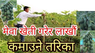 Mewa Kheti-मेवा खेती गरेर करोड कमाउने तरिका, यसो गरे नेपालमै फल्छ सुन Papaya farming in nepal