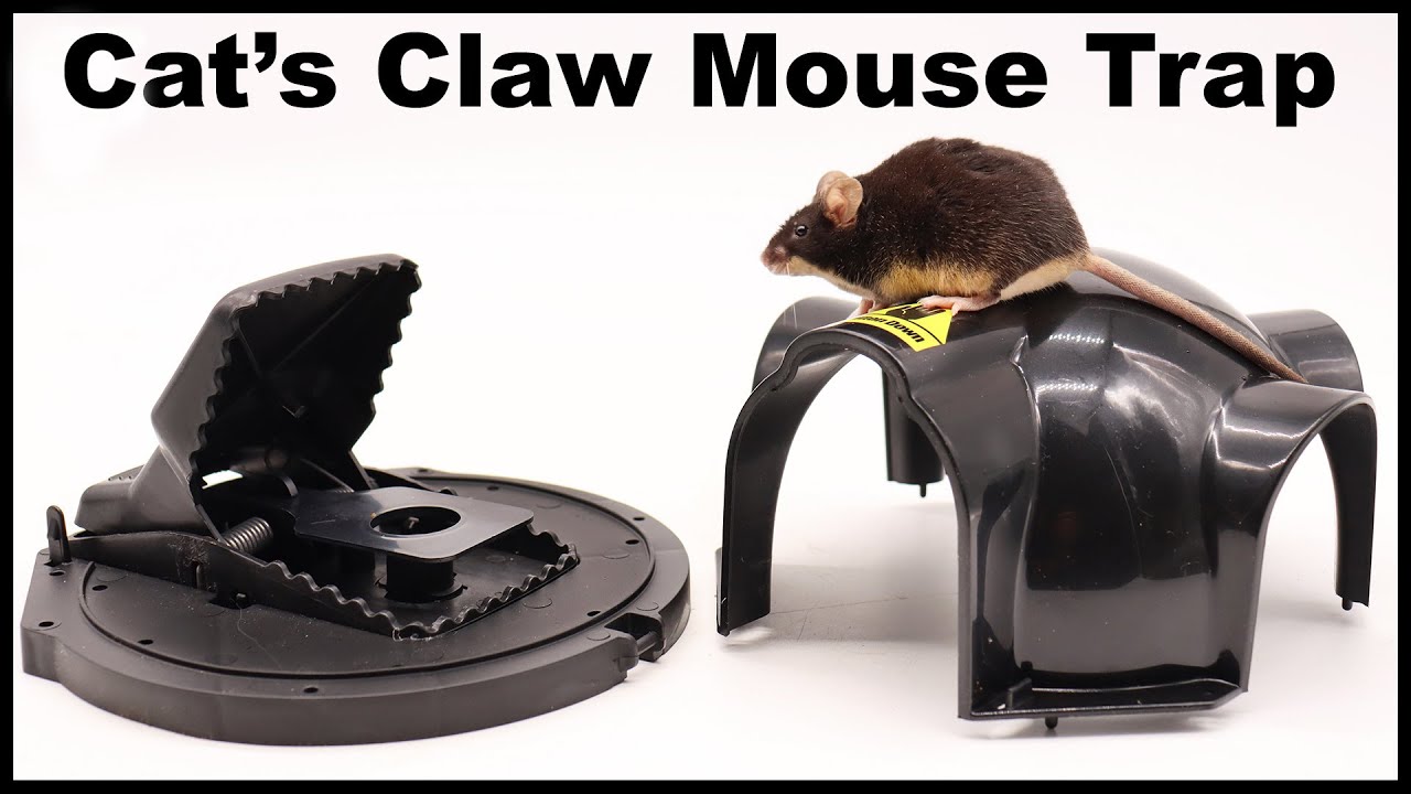 The Electric Kitty Mouse Trap