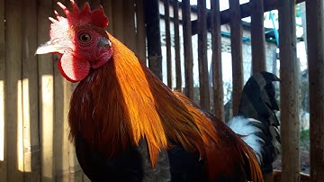 ดูไก่ป่า 100% saib qaib qus nawb