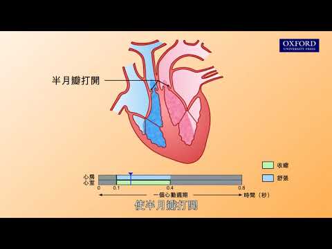 動畫E1, 3.2 心動週期