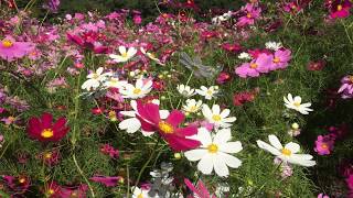 リフレッシュパーク豊浦の秋桜