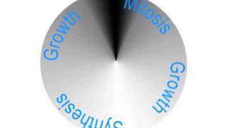 Chromosome "Glue" Surprises Scientists
