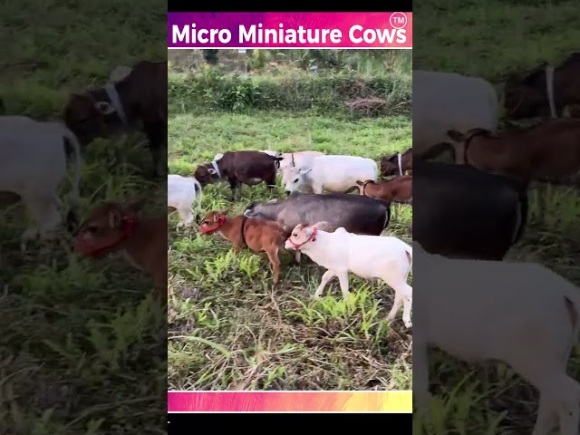 My cows #india #viral #cow #krishna #reels #cute #yt #animals  #post #farming #smallcow #funny
