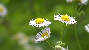 #قراءة للشيخ ابراهيم الأخضر من سورة النساء الآيات (148-176)