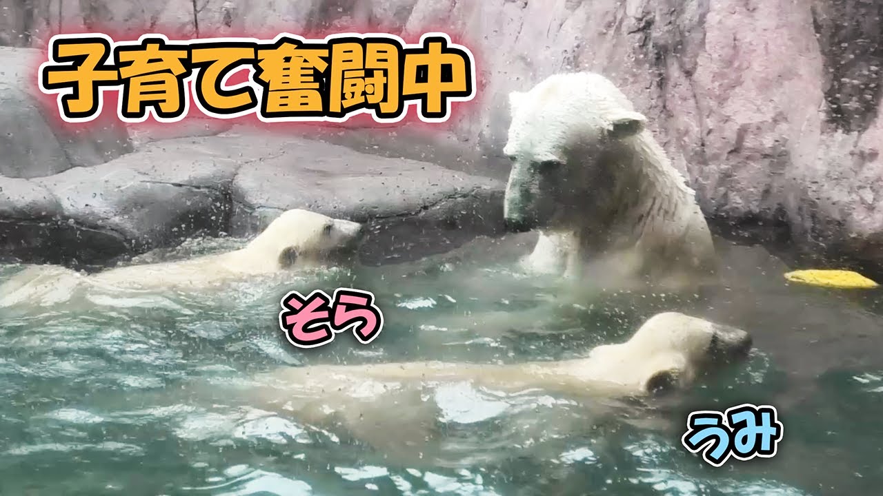 うみ そら ポーラ カイ 赤ちゃん 八木山動物公園｜Polar bear