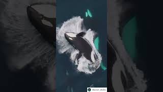 I ❤️ ORCAS / full credit to discover_whales for this video