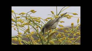 Lesser whitethroat - סבכי טוחנים