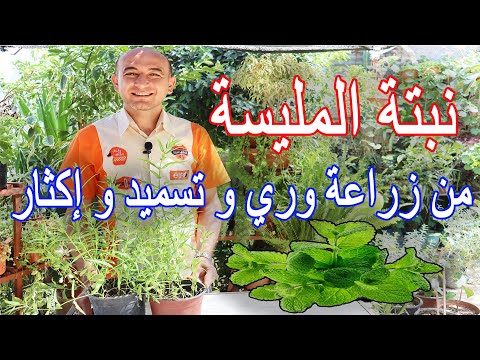 فيديو: زراعة زهرة لويزة - الظروف المتزايدة ورعاية لويزة