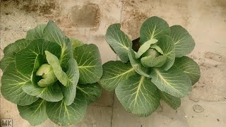 How To Grow Cabbage At Home From Seeds In Pots / Growing Cabbage  At Home How_to_grow_cabbage