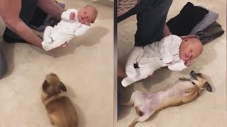 Excited Chihuahua Meets Newborn Baby For The First Time, Her Reaction Stuns Parents by NΞXTA 10,732 views 5 years ago 1 minute, 7 seconds