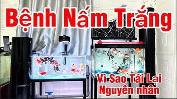 Nấm Trắng: Cách Điều Trị Đơn Giản Hiệu Quả Dễ Làm - Vì Sao Bệnh Tái Lại Nhiều Lần - Nguyên Nhân.