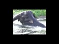 Save elephant in a canal | 運河に閉じ込められた象を救う
